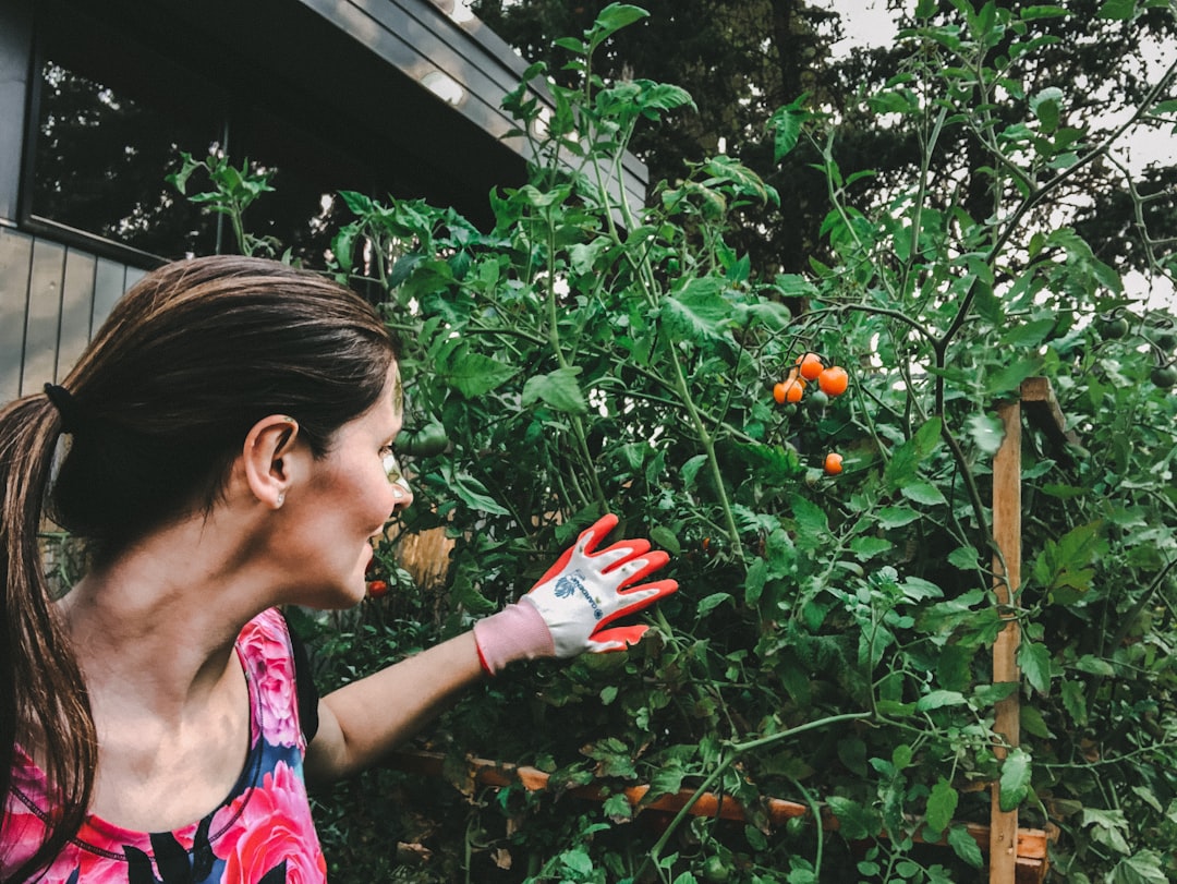 A woman harvesting ripe tomatoes in a sunlit Mediterranean cooking garden in late August