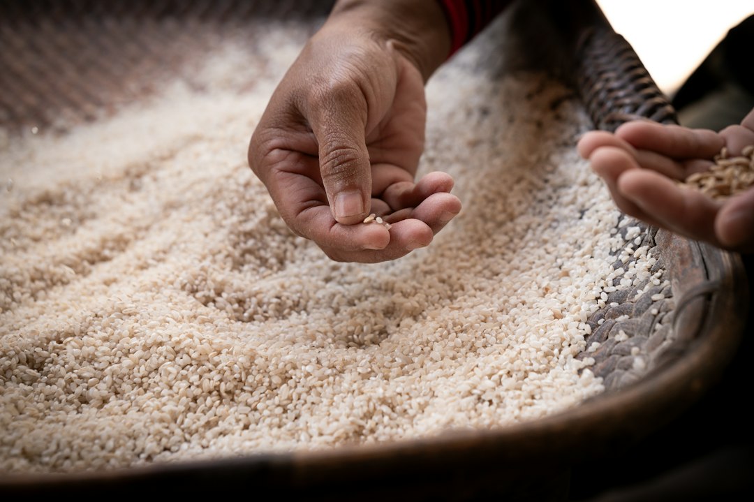 A professional chef carefully inoculating steamed rice to begin the koji fermentation process in a restaurant kitchen