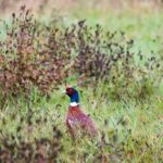 Male pheasant with iridescent head and red face standing in a grassy field.